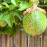 Fruiting Vines for Brisbane: Top Picks for Your Pergola