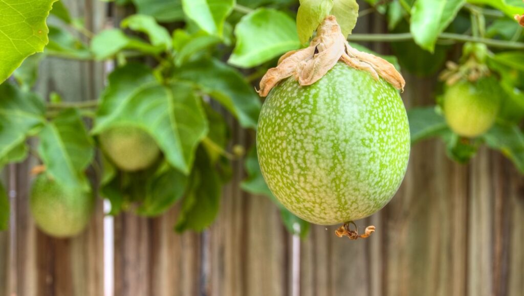 Fruiting Vines for Brisbane: Top Picks for Your Pergola