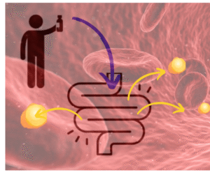 Bioavailability of supplements
