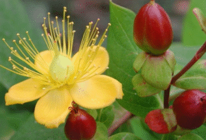 St Johns Wort