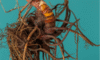 Supplements for Menopause: Natural Aids for Women’s Health