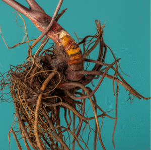 Supplements for Menopause: Natural Aids for Women’s Health
