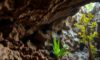Belizean Caves: Discovering Biodiversity and Archaeological Wonders
