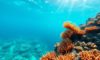 Snorkelling the Belize Barrier Reef: Top Locations and Wildlife