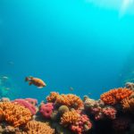 Great Blue Hole Belize: Essential Guide for Diving and Snorkelling