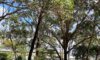 Arborists in Newcastle: Reasons for Tree Removal