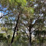 Arborists Remove Trees in Newcastle: Reasons Behind It