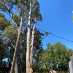 Tree Dispute Solutions for NSW Neighbours
