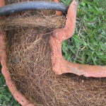 Tree Roots in Drains: Addressing Sutherland Shire’s Challenge