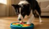 Border Collie Mental Stimulation Tips for Engaging Play