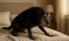 Arthritis Relief for Dogs: Effective Home Care Tips and Remedies