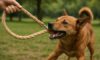 Hemp Leashes for Dogs: Strong, Durable Choices Await