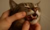 Teeth Brushing Kits for Cats: Top Oral Care Tips Unveiled