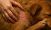 Flea Control for Pets: Autumn Infestation Prevention Tips