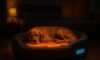 Temperature-Controlled Beds for Pets: Enhancing Their Comfort